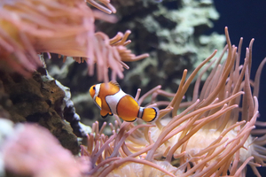 8 animaux marins qui changent de sexe au cours de leur vie