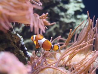 8 animaux marins qui changent de sexe au cours...
