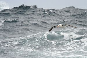 L’albatros à sourcils noirs, le géant austral qui a survolé la Bretagne
