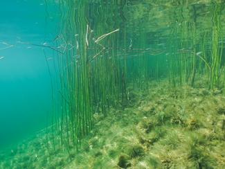 Herbiers de zostère : ces prairies marines...