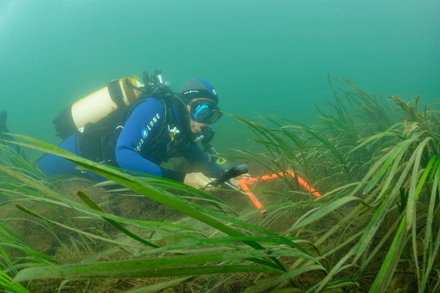 Prelevement d'herbiers de zosteres dans le golfe du Morbihan Nautisme Article