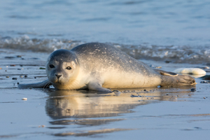 Bretagne : un phoque provoque l’évacuation de plusieurs plages