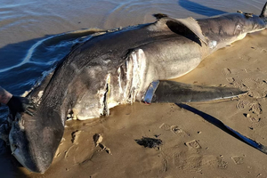 Australie : un grand requin blanc retrouvé mutilé, la piste du marché noir évoquée