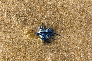 Espagne : la réapparition du « dragon bleu » entraîne la fermeture de plusieurs plages