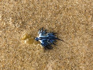 Espagne : la réapparition du « dragon bleu »...