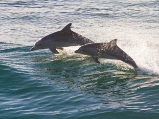 Où nager avec des dauphins en Europe ?
