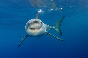 Acidification des océans : pourquoi les requins risquent de perdre leurs dents