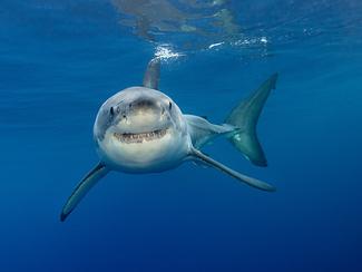 Acidification des océans : pourquoi les...