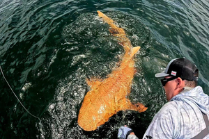 Un requin orange vif découvert au Costa Rica : une mutation rarissime qui intrigue les scientifiques