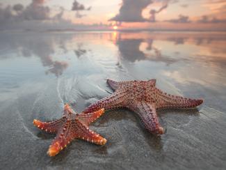 7 animaux marins capables de se cloner :...