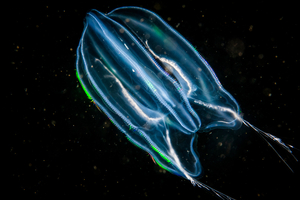 5 animaux marins qui fabriquent leur propre lumière