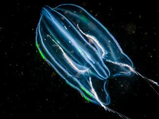 5 animaux marins qui fabriquent leur propre...