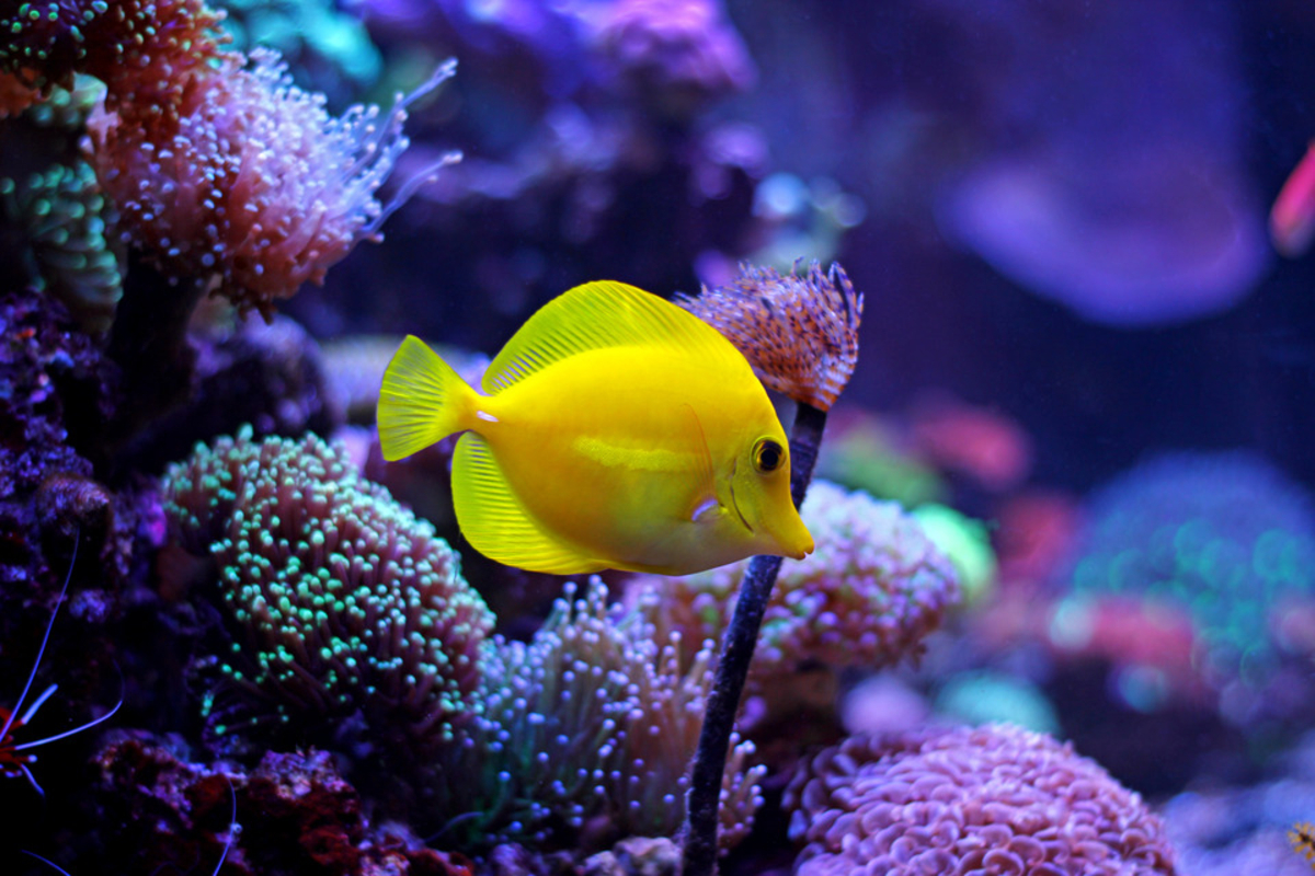 Évolution : une étude révèle que le cloaque des poissons a donné l'idée à nos doigts de pousser