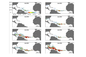 Atlantique : un ruban géant de sargasses de 8 850 km menace l’océan et les côtes