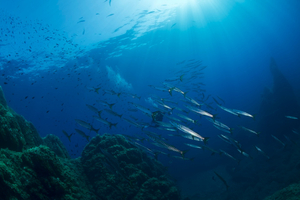 Méditerranée : stop aux exagérations, place à la vérité des faits