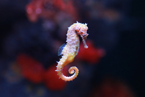 5 poissons qui ne savent pas nager : quand la nature déjoue nos évidences