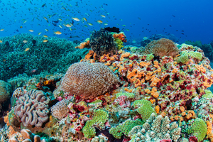 Indonésie: les coraux de Raja Ampat menacés par les mines de nickel (ONG)