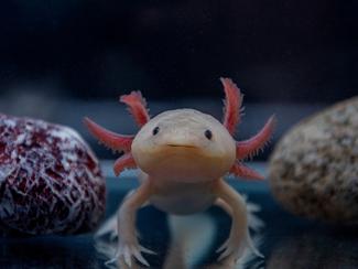 5 animaux amphibiens fascinants à découvrir