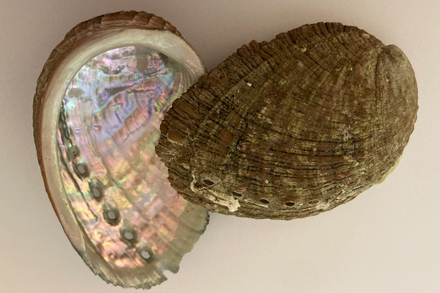 Coquille d'ormeau Nautisme Article
