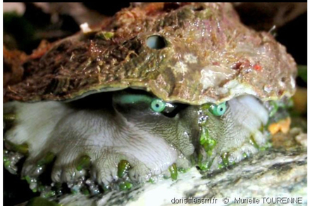Tete d'ormeau et son fascinant regard Nautisme Article