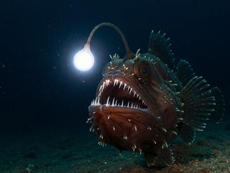 Top 5 des créatures marines les plus effrayantes