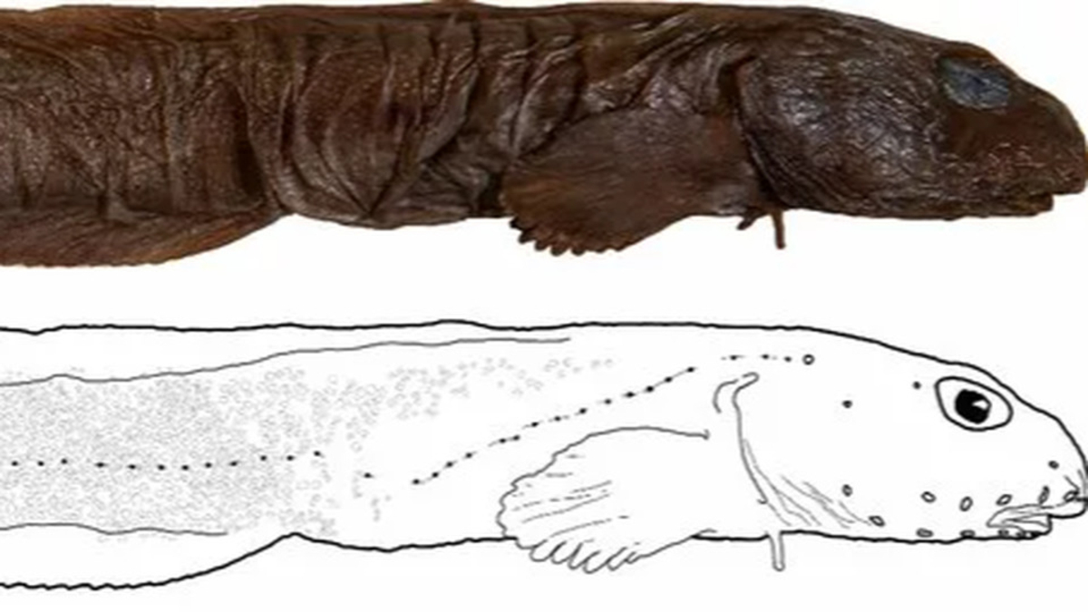 Découverte en Russie : une nouvelle créature marine intrigue les scientifiques