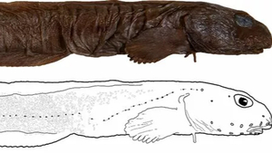 Découverte en Russie : une nouvelle créature marine intrigue les scientifiques