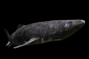 Le requin du Groenland, doyen silencieux des océans