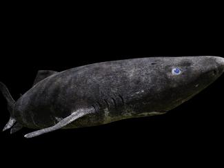 Le requin du Groenland, doyen silencieux des...