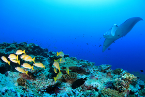Les plus beaux spots de plongée de l’océan Indien