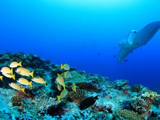 Les plus beaux spots de plongée de l’océan Indien