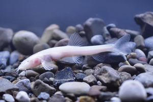 Un poisson translucide découvert par des scientifiques chinois dans une grotte souterraine