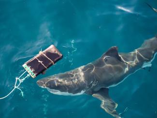 Australie : des combinaisons « anti-morsures »...