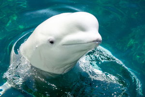 Un parc aquatique canadien menace d'euthanasier 30 bélugas