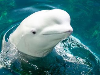 Un parc aquatique canadien menace...
