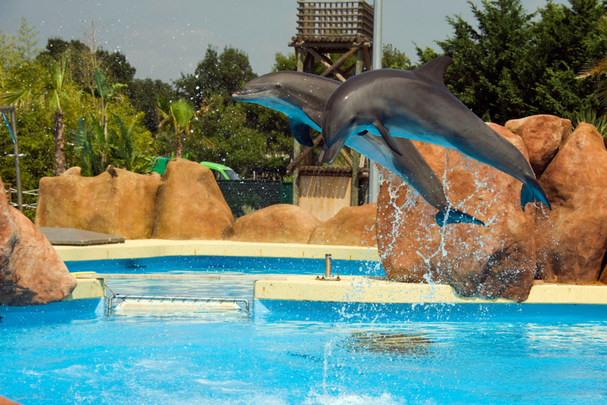 Les derniers dauphins de Marineland pourraient bientôt rejoindre un sanctuaire à Valence