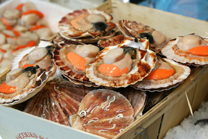 Pêche à la coquille Saint-Jacques : une règlementation stricte sous haute surveillance