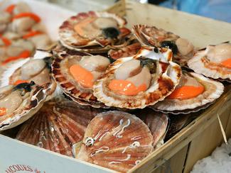 Pêche à la coquille Saint-Jacques : une...