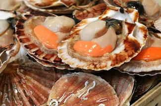 Pêche à la coquille Saint-Jacques : une réglementation stricte sous haut...