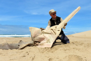 Afrique du Sud : le poisson-scie refait surface après 26 ans d’absence, redonnant espoir aux scientifiques