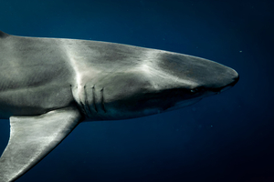 Australie : mordu deux fois par un requin, un surfeur conduit calmement jusqu’à l’hôpital