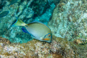 Top 5 des plus beaux spots de plongée de Martinique