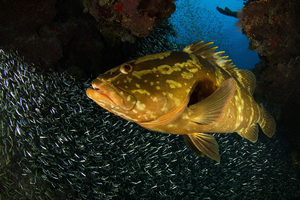 5 animaux marins qui explosent s’ils remontent trop vite