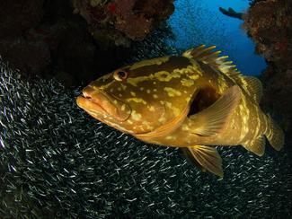 5 animaux marins qui explosent s’ils remontent...