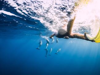 Vraie ou fausse bonne idée : nager avec les...