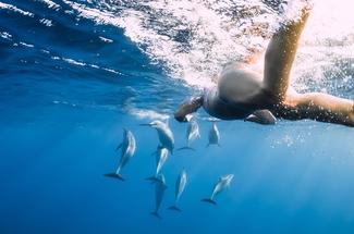 Vraie ou fausse bonne idée : nager avec les dauphins ?