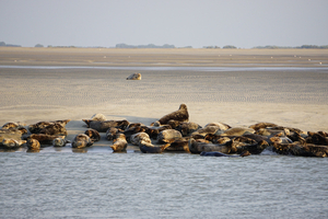 Top 5 des plages pour observer la faune marine en automne en France