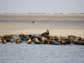 Top 5 des plages pour observer la faune marine...