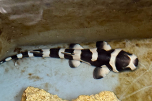 Bébé requin “bambou” né au Seaquarium du Grau-du-Roi : une naissance rare qui suscite émerveillement