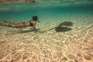 Vraie fausse bonne idée : nager avec les raies ?